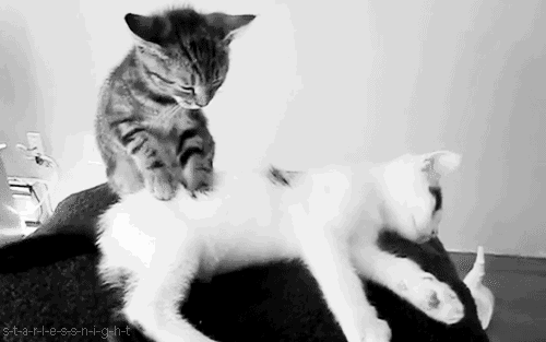 spend-11-spa-cat-parlour-massage