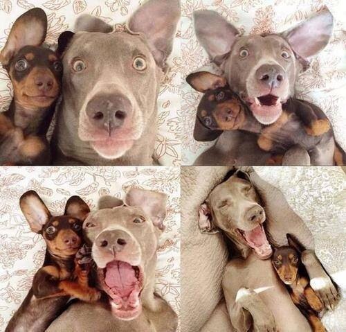 bestie-2-dogs-selfie-animals-cute-funny-bff