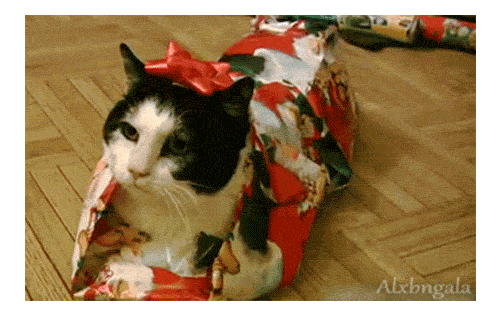 awk-18-cat-gift-cute-wrap