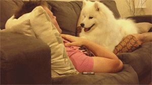 dog-person-1-cuddle-cute-animal